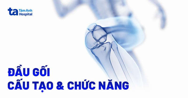 Cấu trúc giải phẫu khớp gối và vị trí dây chằng chéo trước, hiểu rõ tầm quan trọng của dây chằng chéo trước trong khớp gối